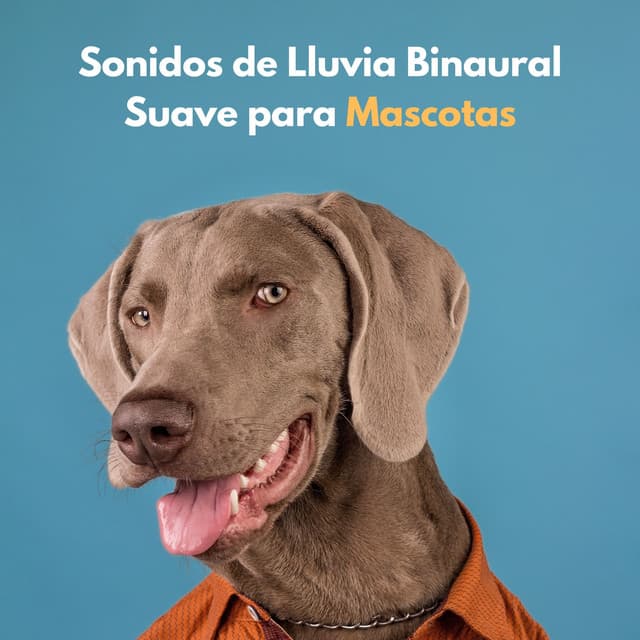 Sonidos De Lluvia Binaural Suave Para Mascotas - Sueño binaural Delta Beats