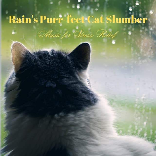 Rain's Purr-fect Cat Slumber: Music for Stress Relief - RAIN_IFY