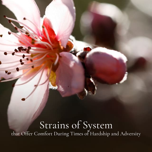 Strains of System that Offer Comfort During Times of Hardship and Adversity - New Age