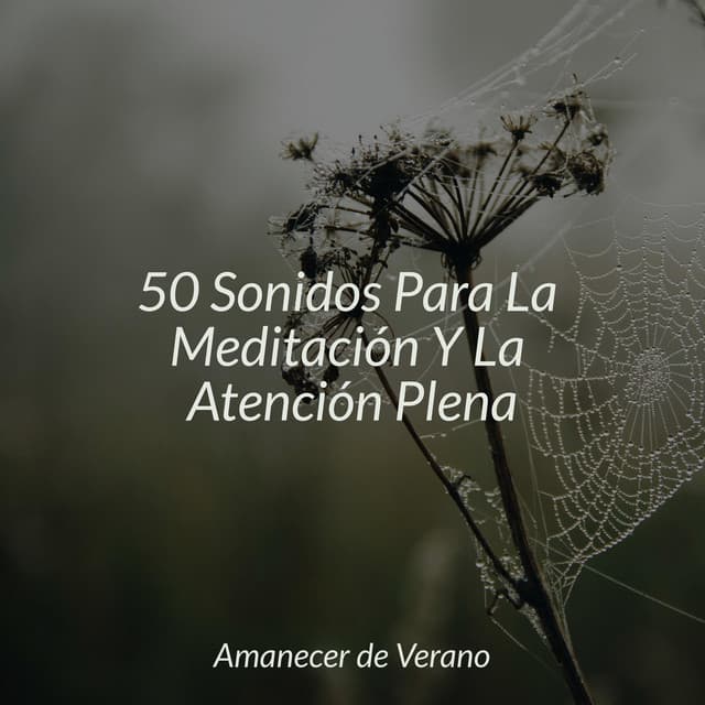 50 Sonidos Para La Meditación Y La Atención Plena - Canción de Cuna