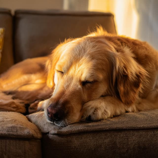 Orquesta De Perros: Sonidos Armónicos Relajantes - Jose Garcia