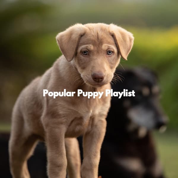 Popular Puppy Playlist - Morning Calm Playlist