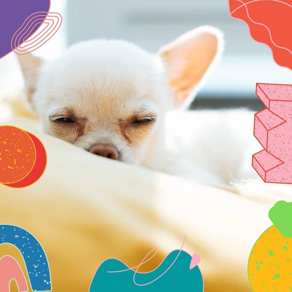 Inspiring Music for Soothing Dogs - Chill Out Guitar - Music for Dogs Radio