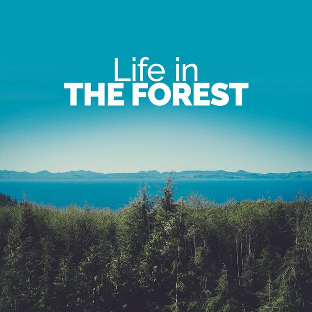 Life in the Forest - Relaxing Nature Ambience
