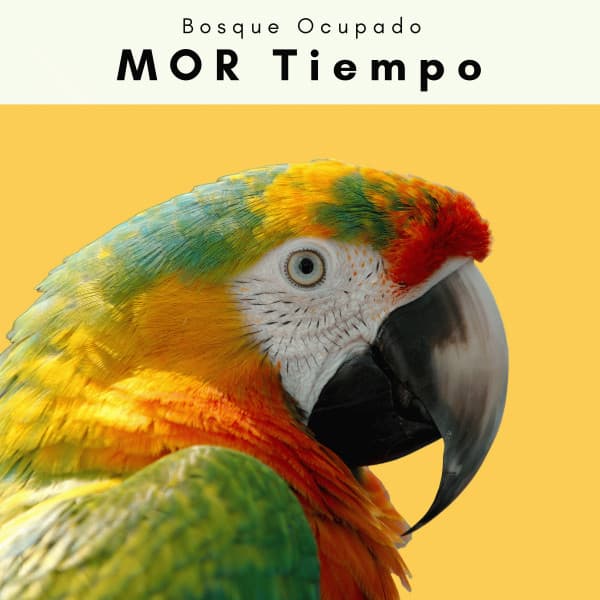 A MOR Tiempo - Bosque Ocupado