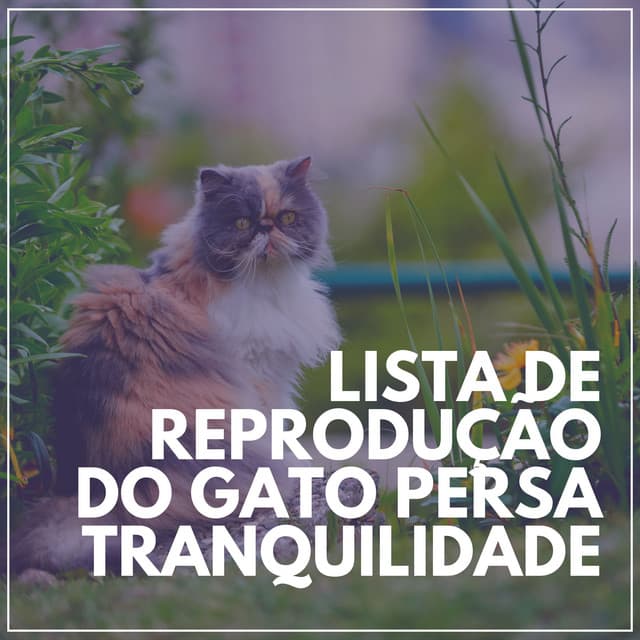Lista de Reprodução do Gato Persa Tranquilidade - Musica para Gatos