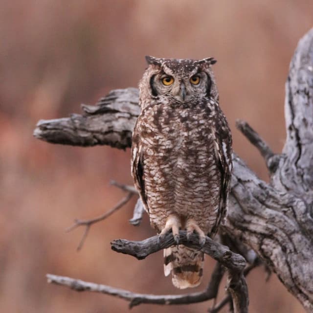 Winds of Wisdom: Heavy Rain and Owl Sounds for Meditation - Nature Sounds Worldwide