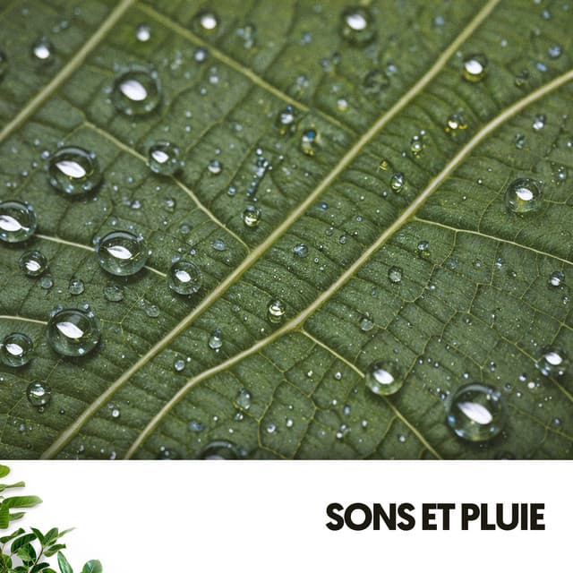 Sons et Pluie : Mélodies Aquatiques de la Nature - Cat Music