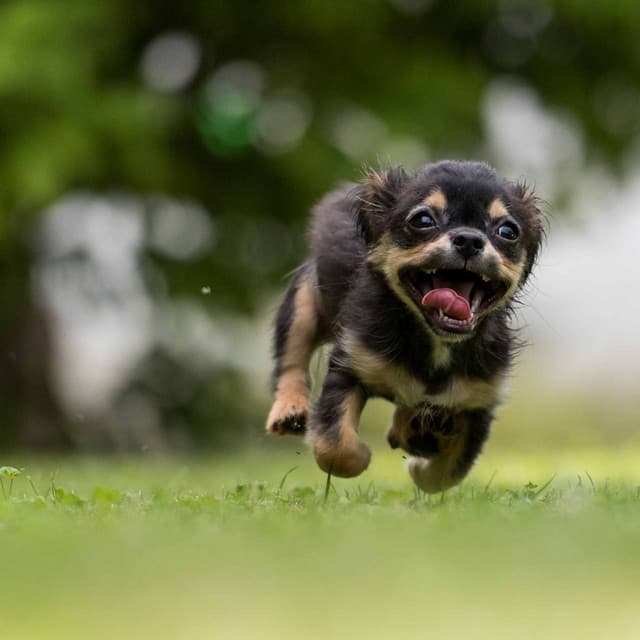 Quiet Bgm for Comforting Puppy - Calming for Dogs