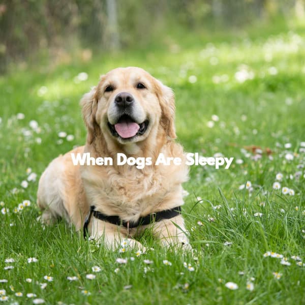 When Dogs Are Sleepy - Jazz Rilassante Retro