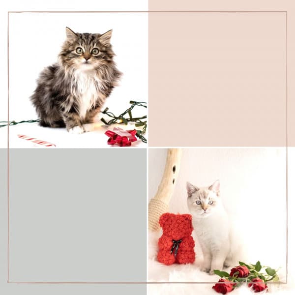 Music for Classic with Cats - Carefree Soprano Sax Solo - Relaxing Music for Cats