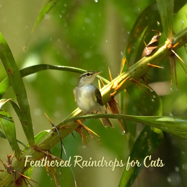Feathered Raindrops for Cats - elderflowers