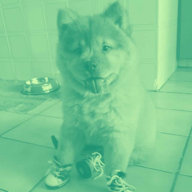 Backdrop for Stress Free Doggos - Piano Duo - Calming for Dogs