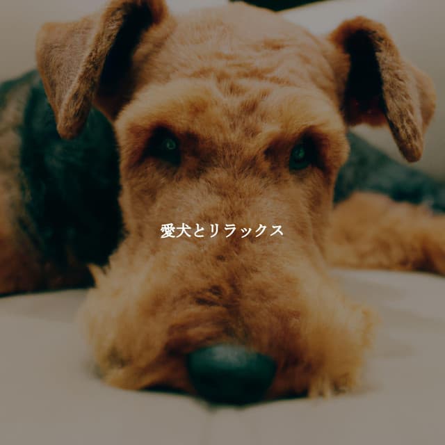 愛犬とリラックス - Música para Oficinas Musica De Fondo