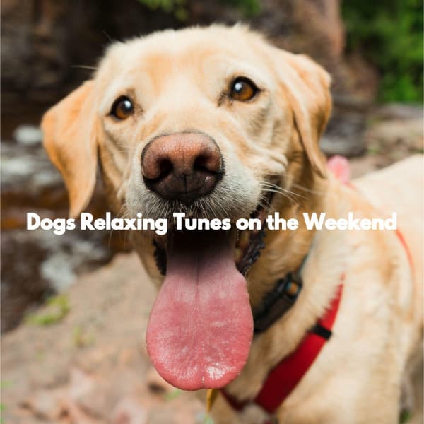 Dogs Relaxing Tunes on the Weekend - Restaurant Music Playlist Lounge