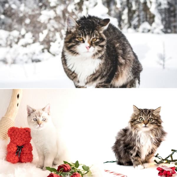 Trumpet and Alto Saxophone - Music for Cute Cats - Cat Relax