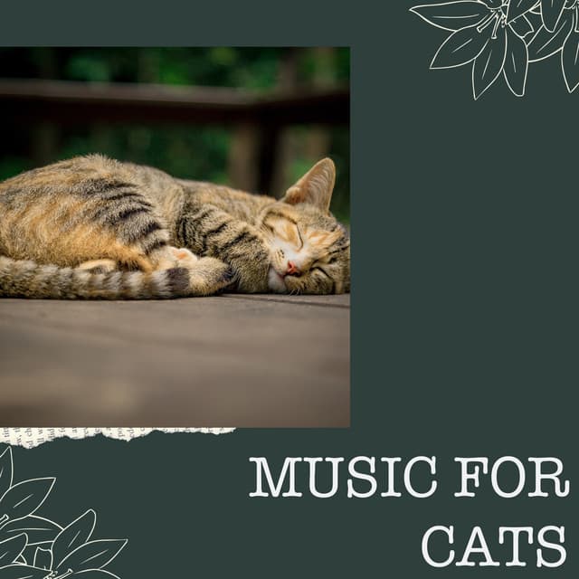 Music For Cats - Music For Cats