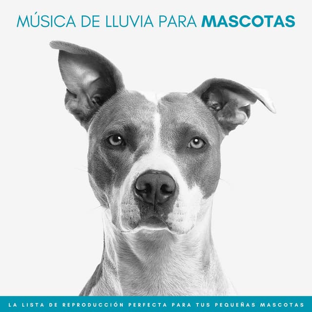 Música De Lluvia Para Mascotas: La Lista De Reproducción Perfecta Para Tus Pequeñas Mascotas - Tormentas Naturales