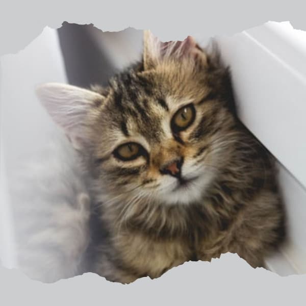 Echoes of Lonely Cat - Cat Music Studio