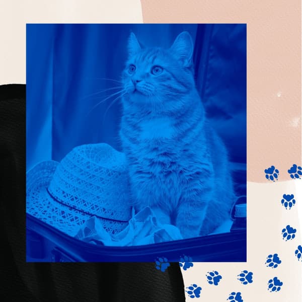 Ambiance for Funny Kitten - Music for Resting Cats