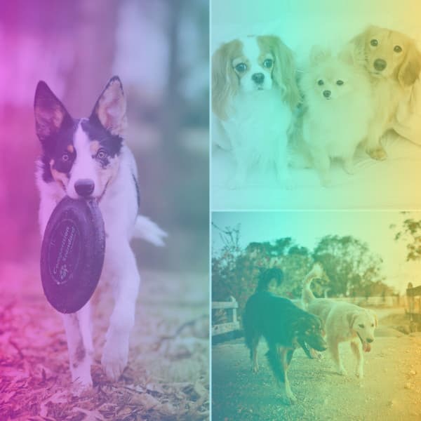 Dream-Like Music for Calming Pups - Trumpet Jazz - Relaxing Dog Music