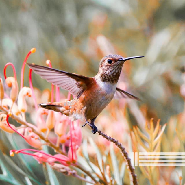 Singing Birds Compilation - Birds In The Forest