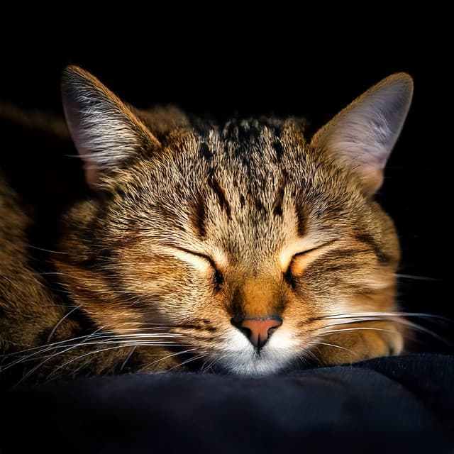 Harmonic Vibes for Cats' Evening Rest - Cat Whisper