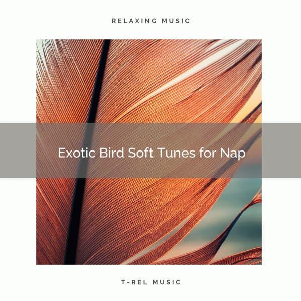 2021 New: Exotic Bird Soft Tunes for Nap - Sleep Songs 101